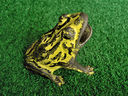 Filename=Rana.jpg
Filesize=543KiB
Dimensions=800x600
Date added=Jan 28, 2012 Rana.jpg